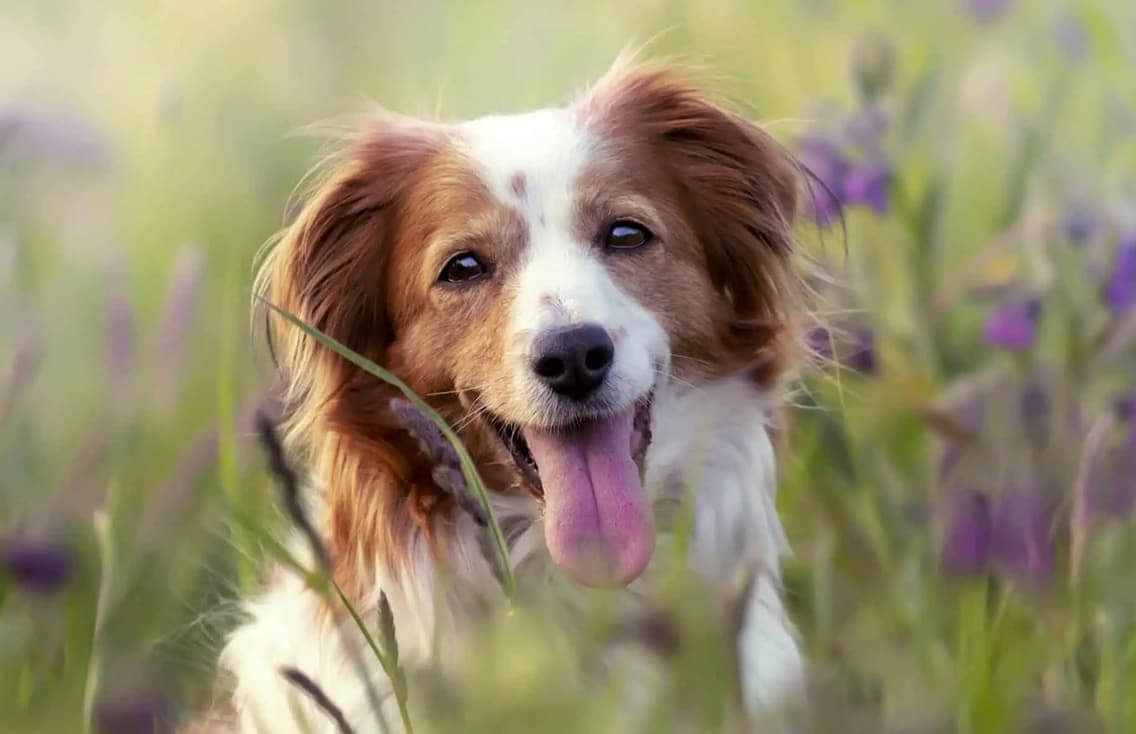 Dog in field Website for North Devon Vet.